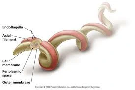 Labeled medical illustration of a spirochete bacterium showing its spiral shape and internal structures (endoflagella, axial filament, cell membrane, periplasmic space, and outer membrane), used for educational purposes by OC MedDerm.