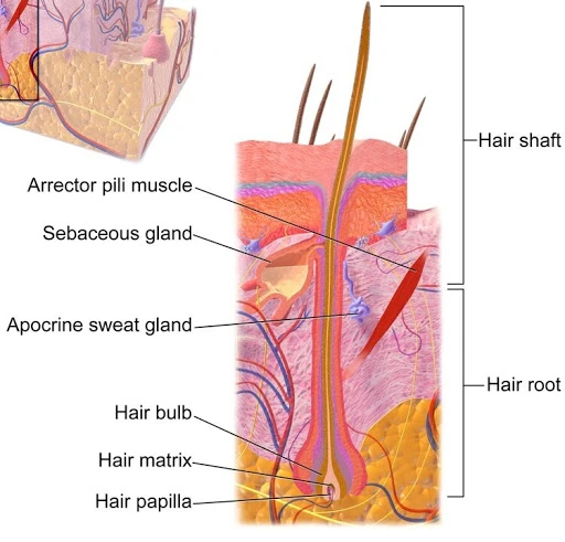how acne develops? - OC MedDerm