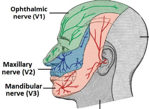 Diagram of the trigeminal nerve (V1, V2, and V3) used to explain trigeminal neuralgia treatment at OC MedDerm in Irvine, CA.